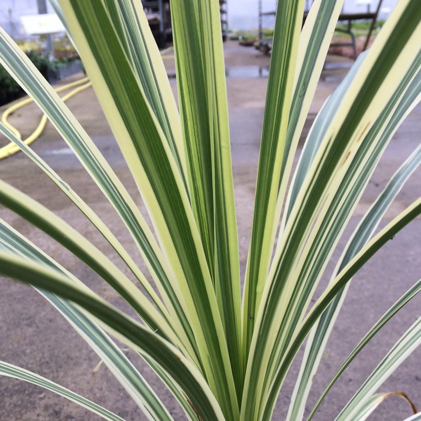 Cordyline 'Lime Passion'