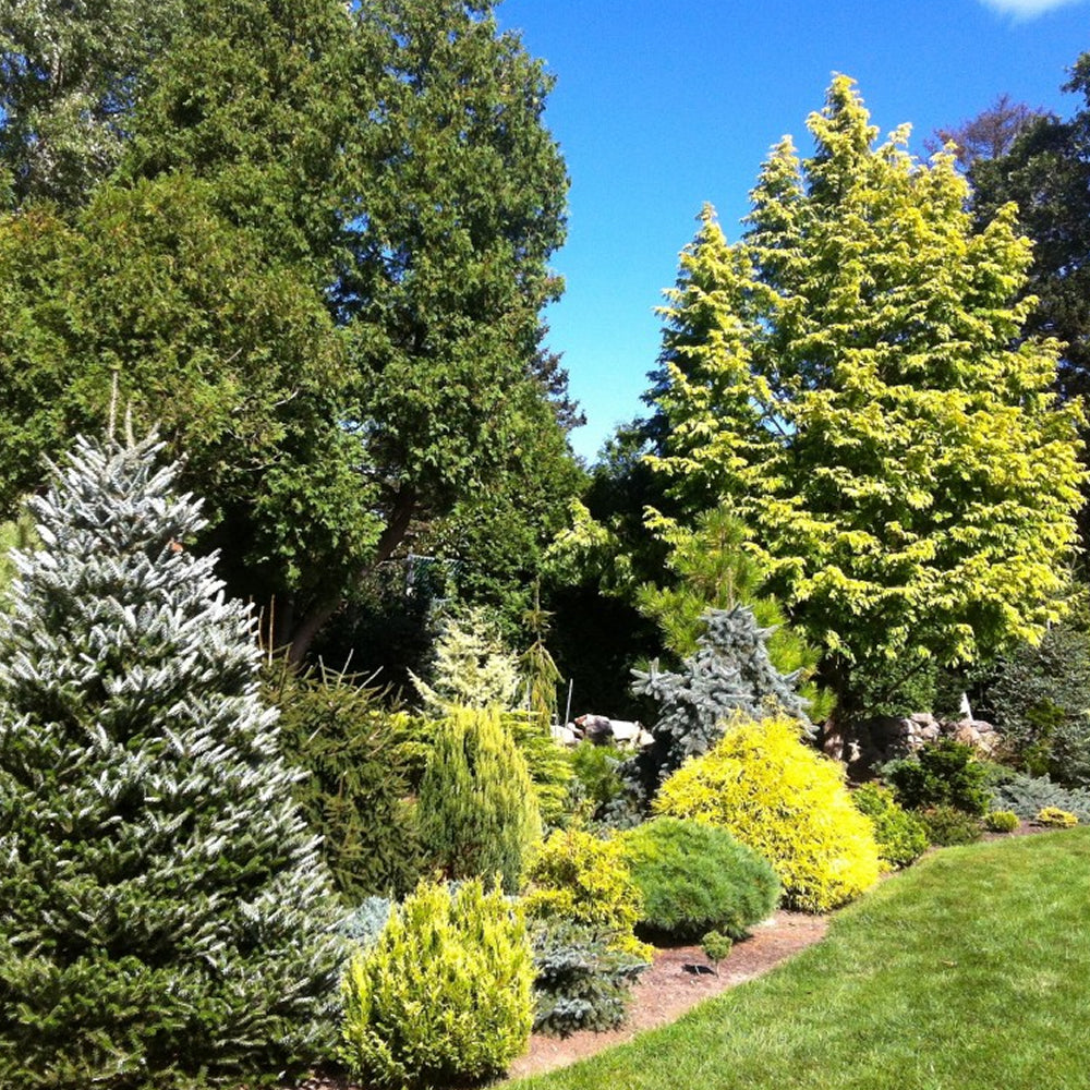 Conifer Carry Pack Mix
