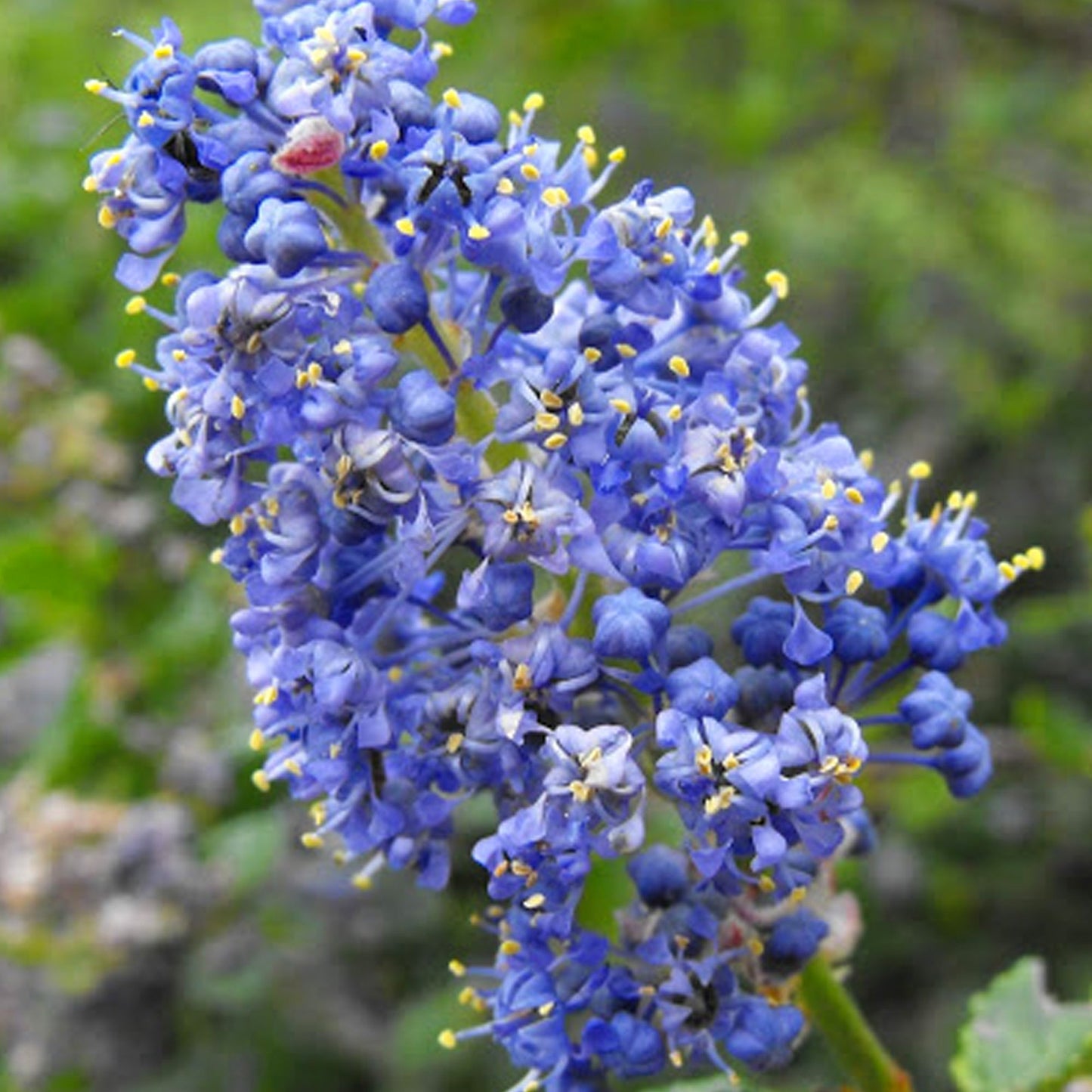 Ceanothus 'Dark Star'