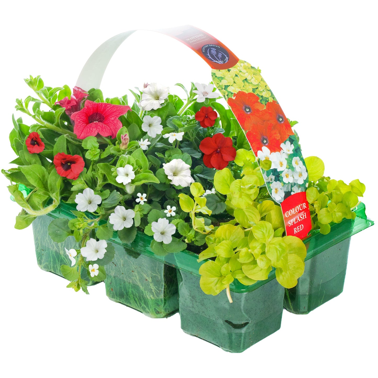 Colour Splash Red Basket Plants