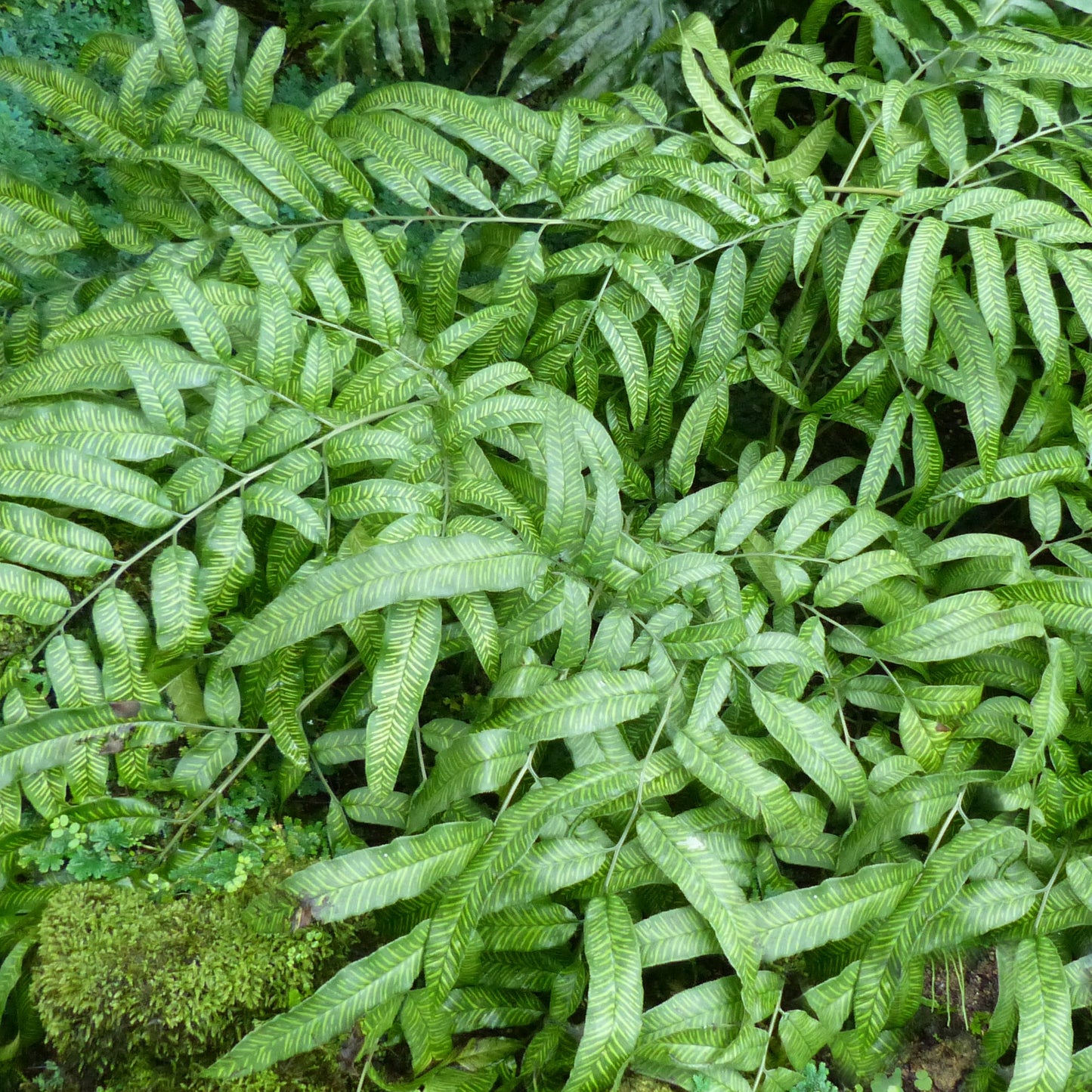 Coniogramme 'Golden Zebra'