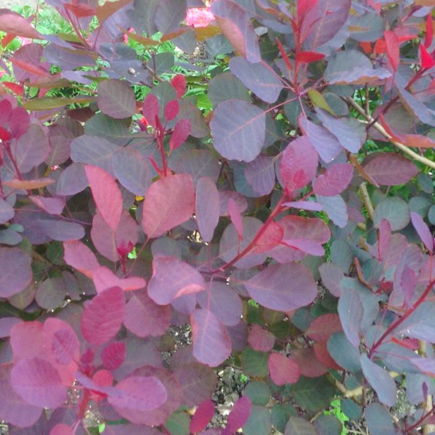 Cotinus 'Dusky Maiden'