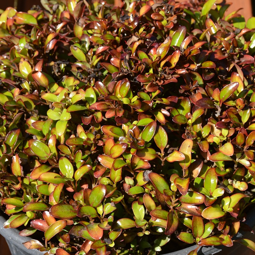 Coprosma 'Pina Colada'