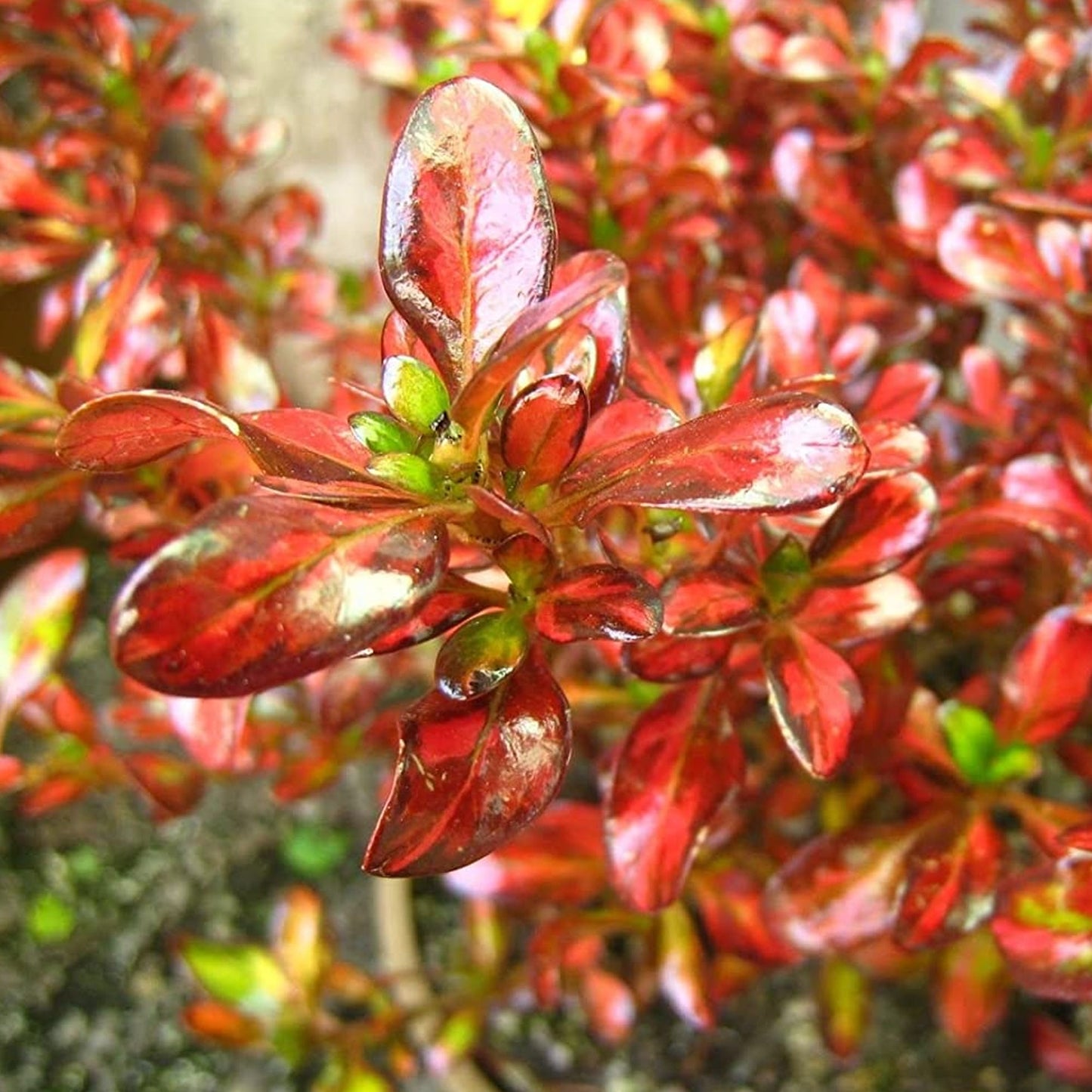 Coprosma 'Evening Glow'
