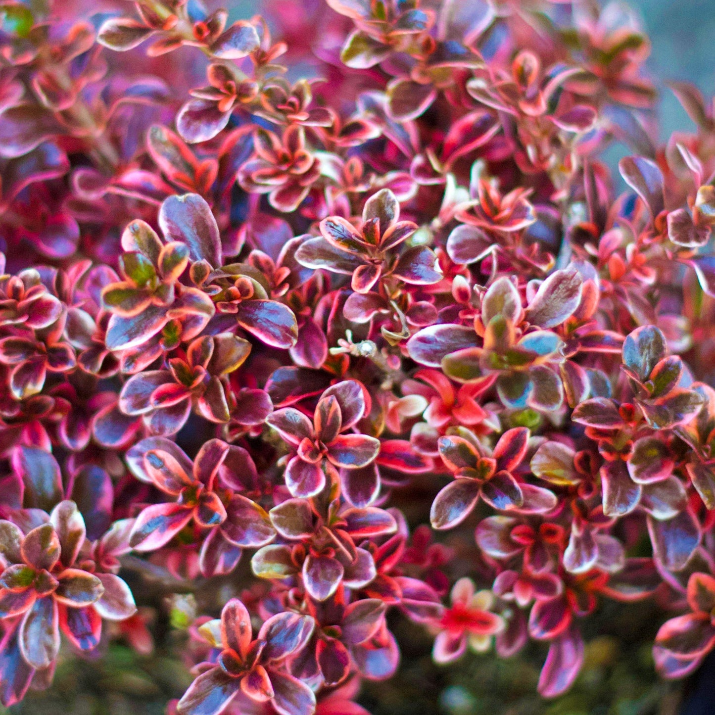 Coprosma 'Fireburst'