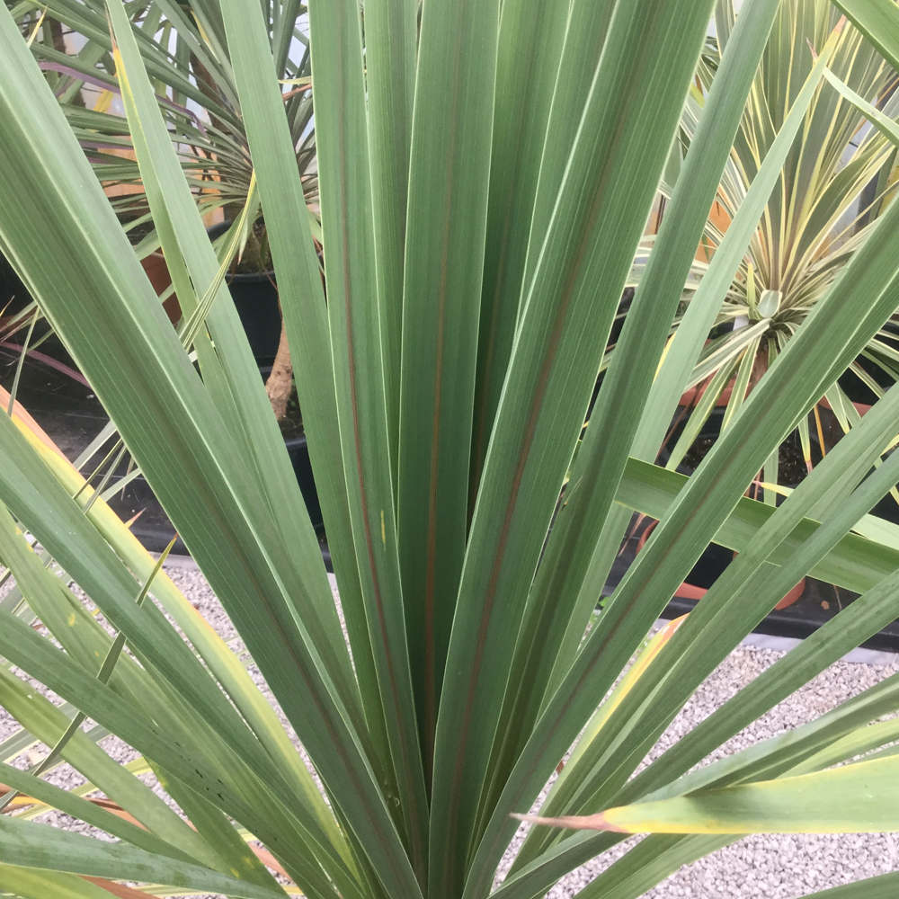 Cordyline 'Atlantic Green'