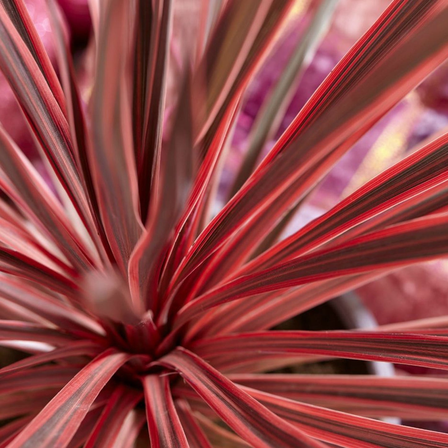 Cordyline 'Charlie Boy'