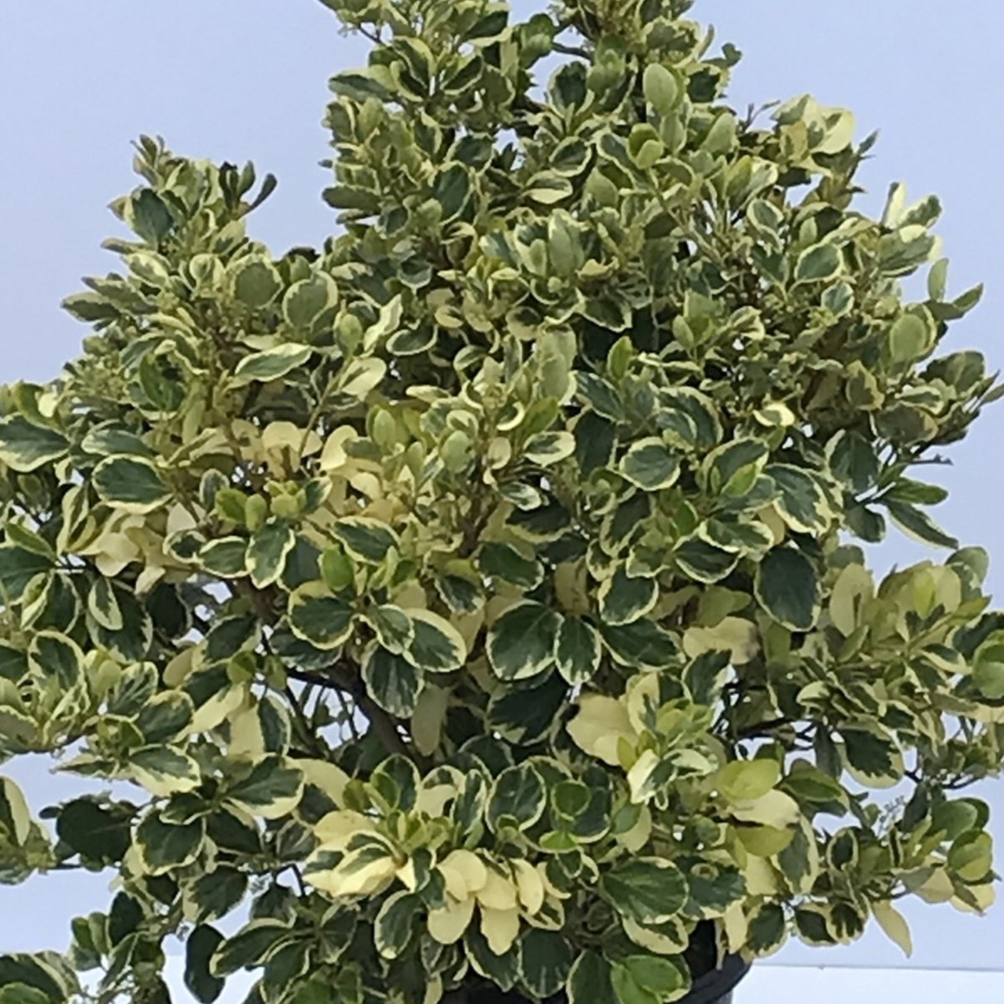 Griselinia 'Variegata'