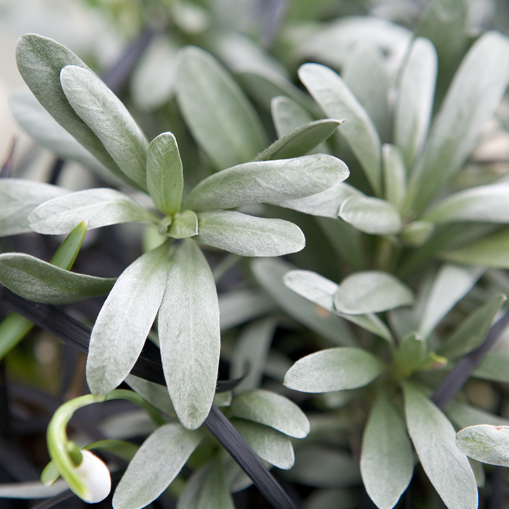Convolvulus cneorum