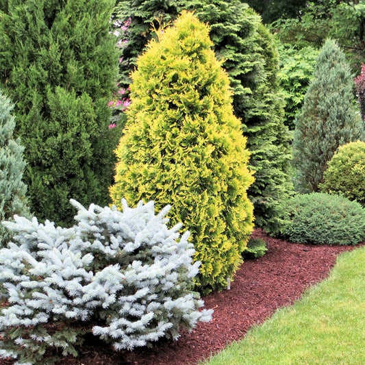 Conifer Carry Pack Mix