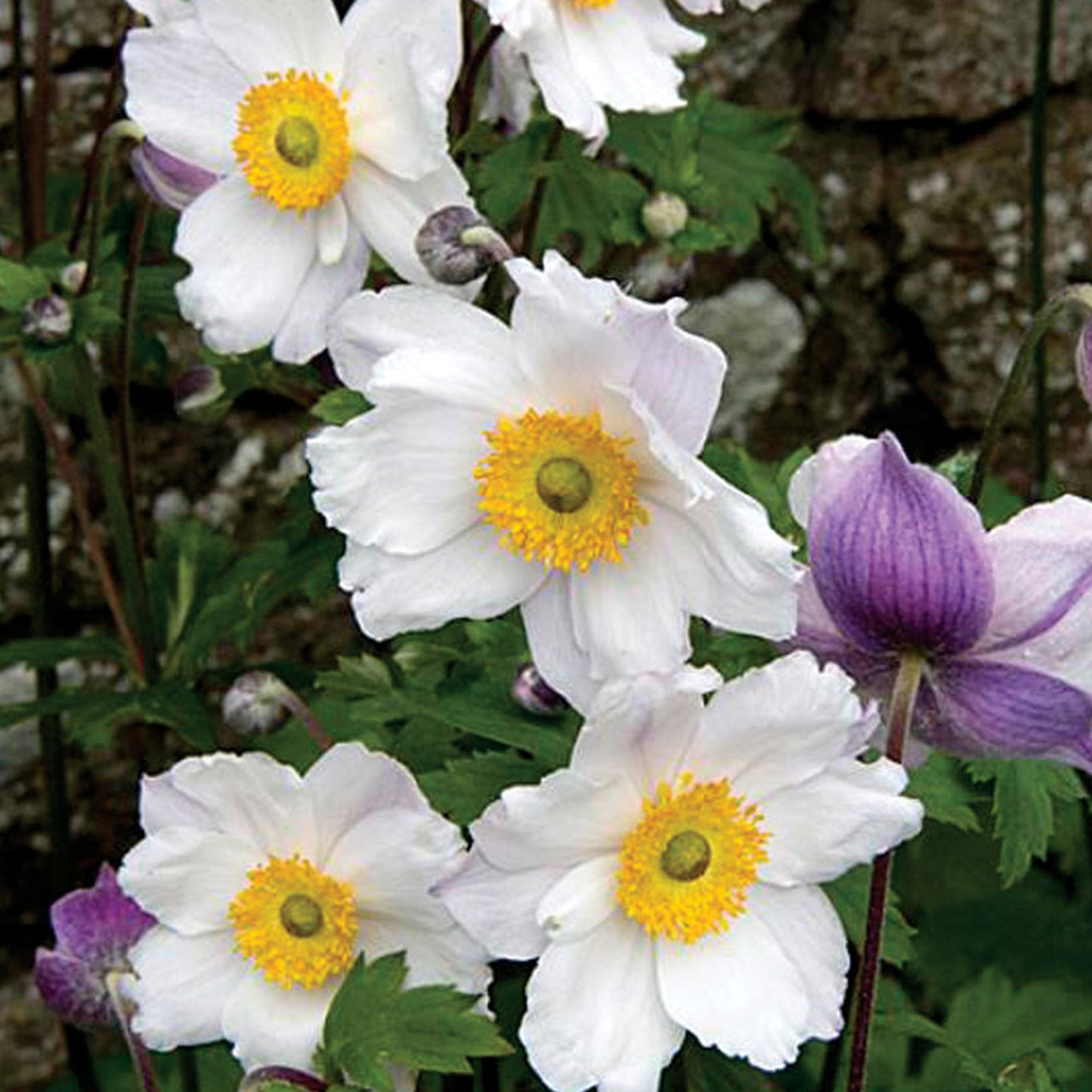 Anemone 'Ruffled Swan'