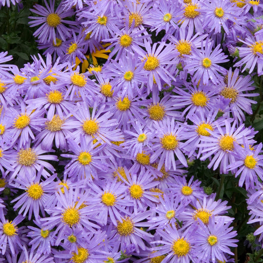 Aster 'Mönch'