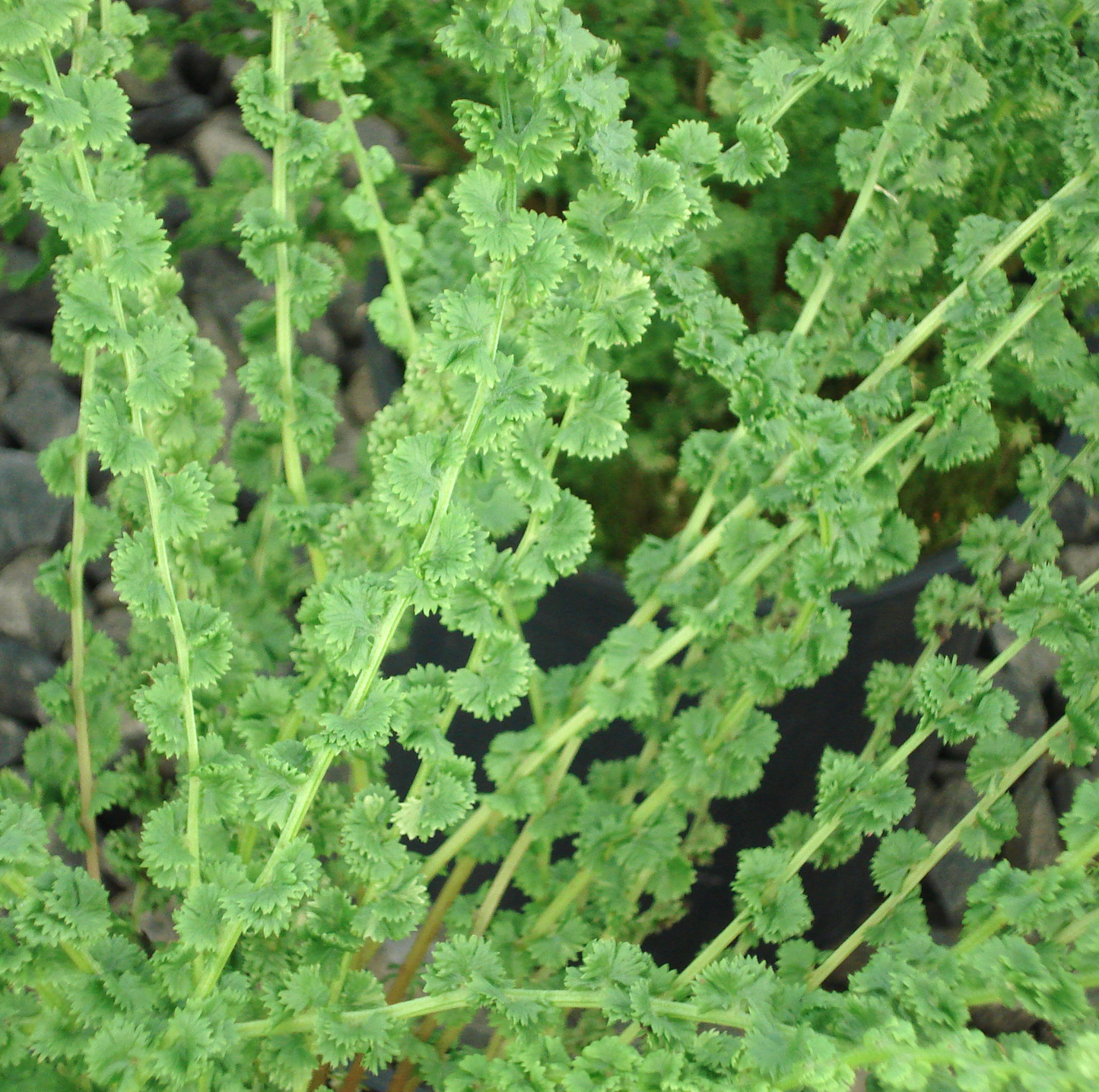 Athyrium 'Frizelliae'