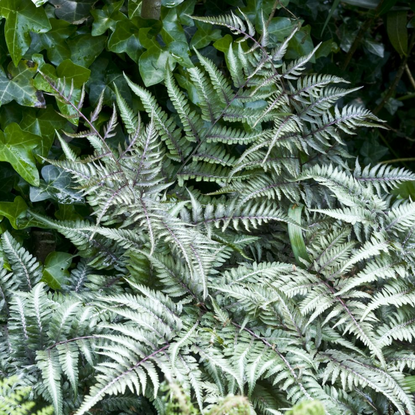 Athyrium 'Metallicum'