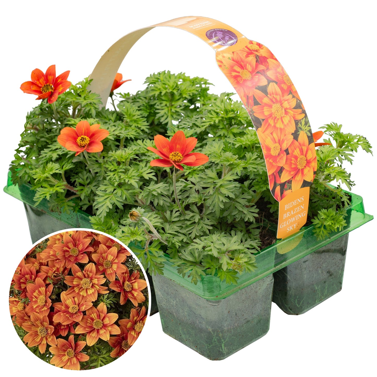 Bidens Glowing Sky Basket Plants