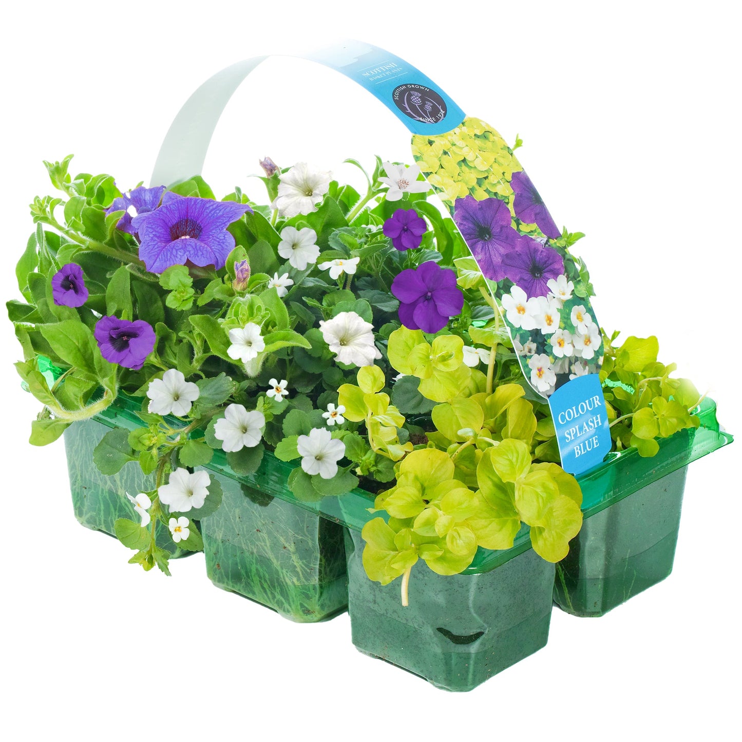 Colour Splash Blue Basket Plants