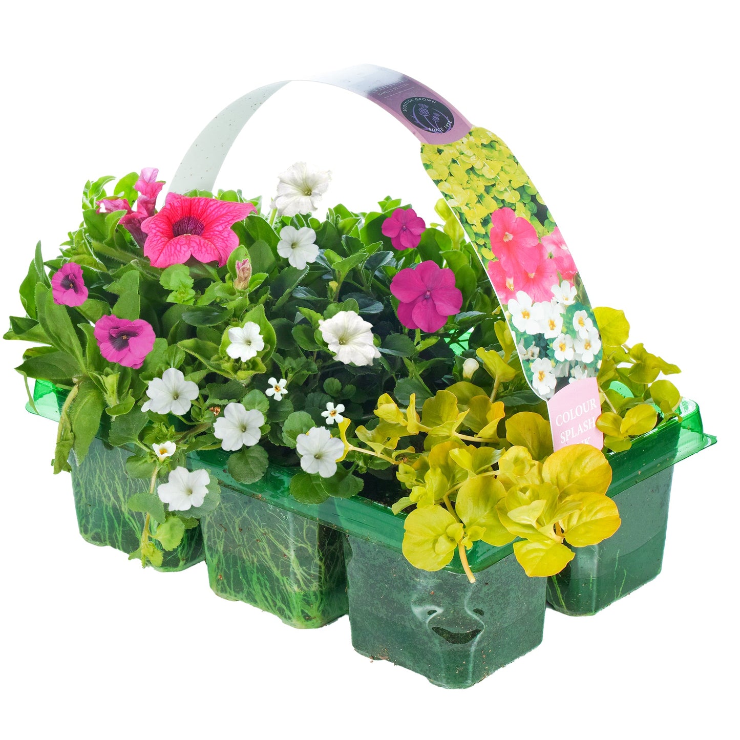Colour Splash Pink Basket Plants