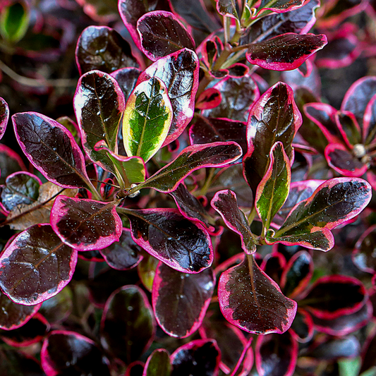 Coprosma 'Eclipse'