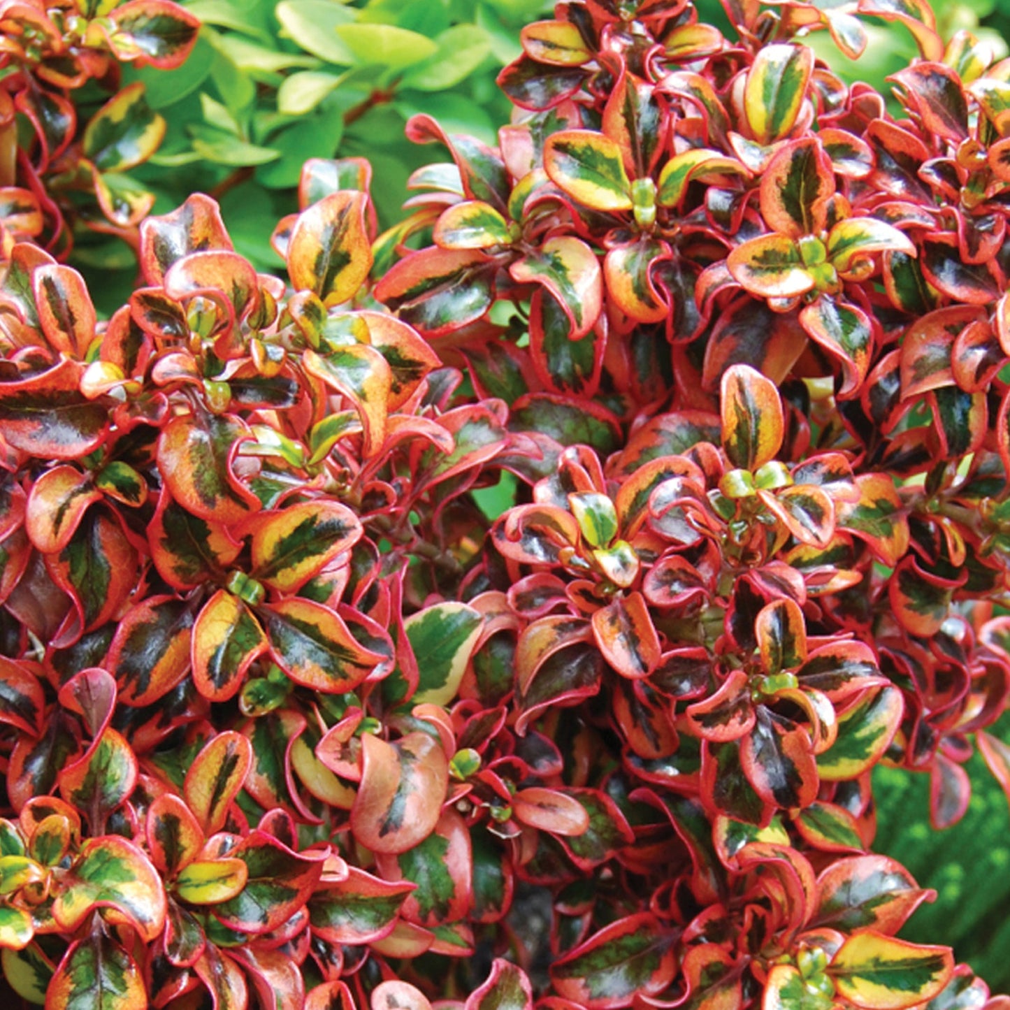 Coprosma 'Inferno'