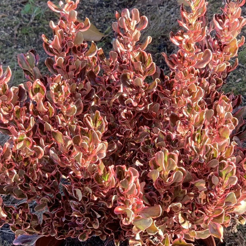 Coprosma 'Pacific Dawn'