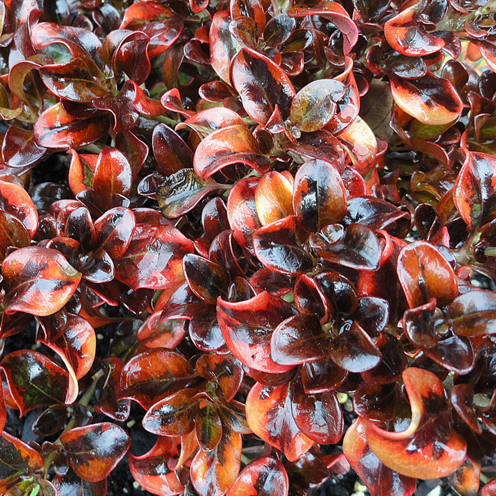 Coprosma 'Tequila Sunrise'