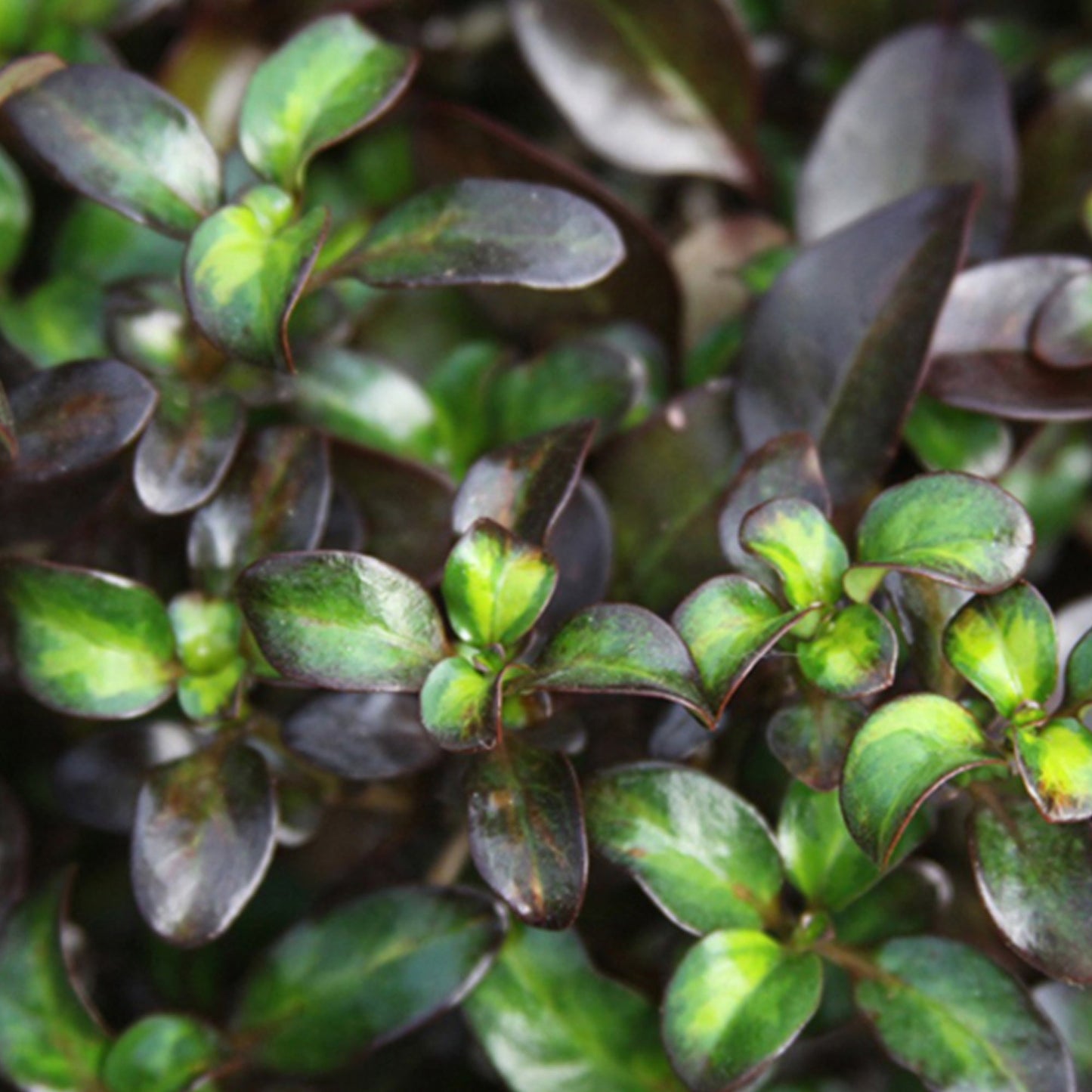 Coprosma 'Midnight Martini'