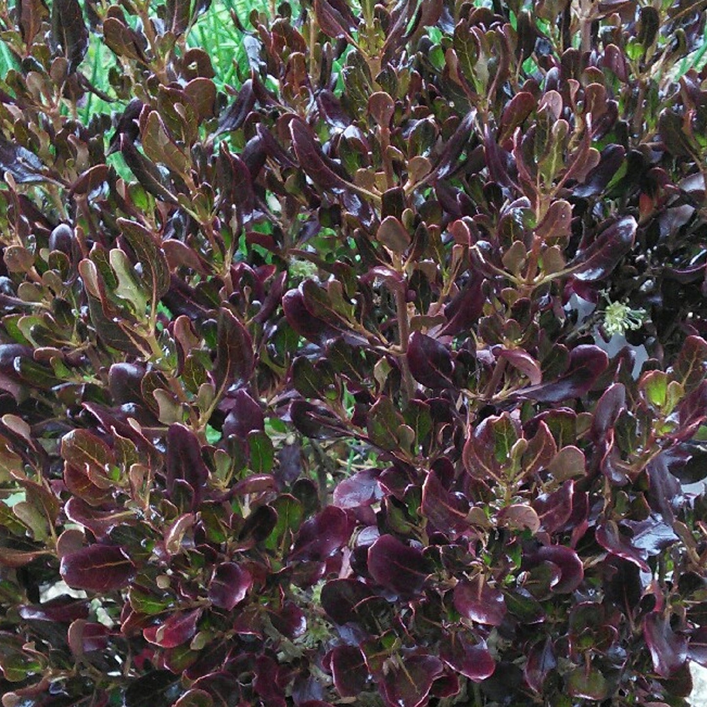 Coprosma 'Pacific Night'