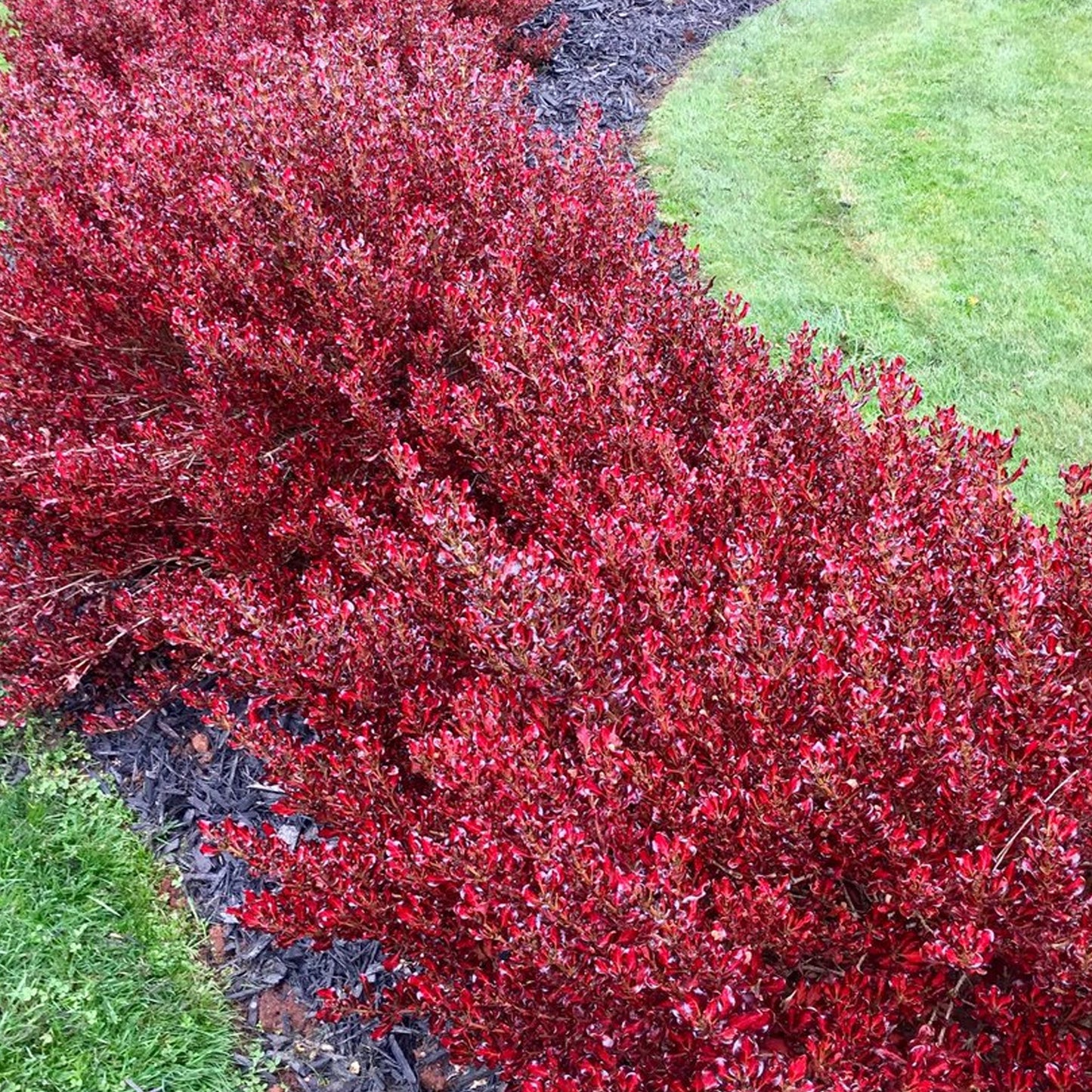 Coprosma 'Pacific Sunset'