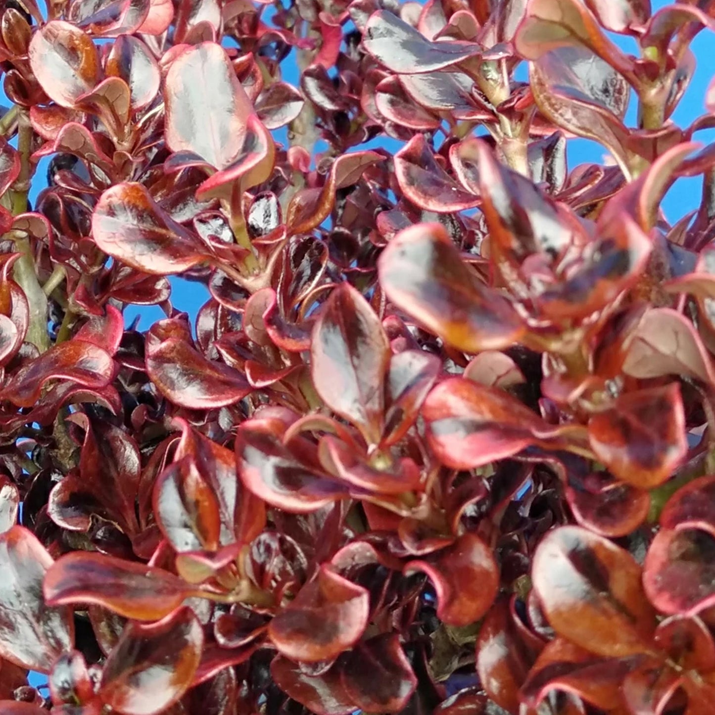 Coprosma Scarlet 'O'Hara'