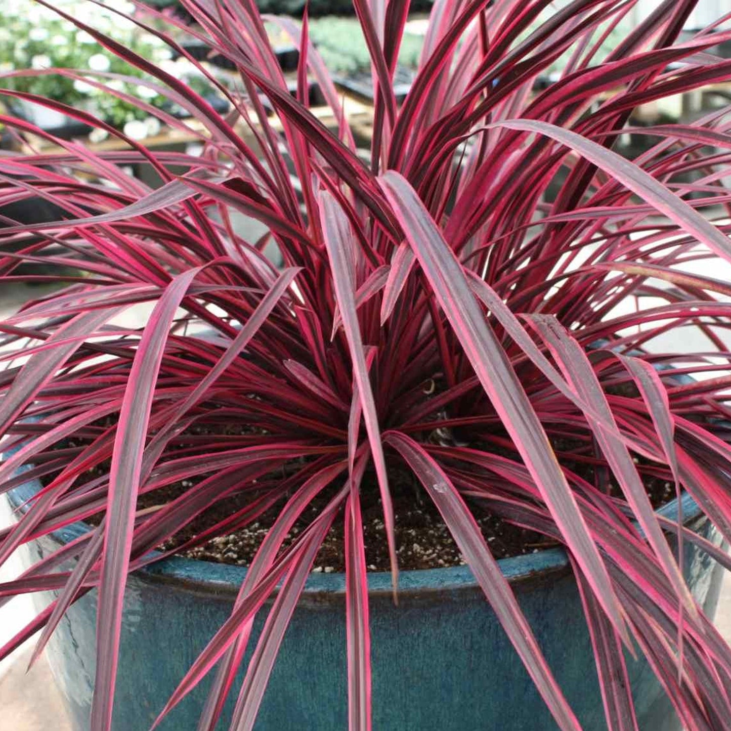 Cordyline 'Festival Raspberry'