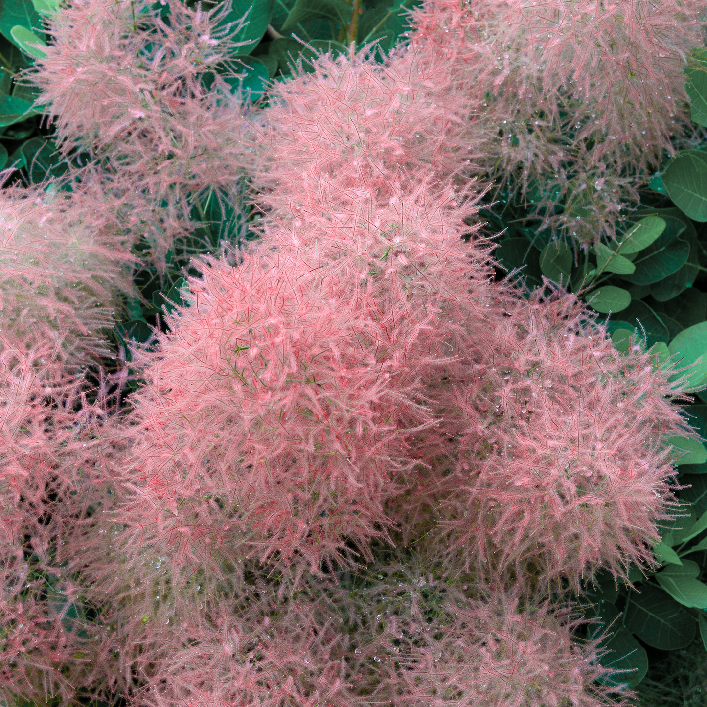 Cotinus 'Candy Floss'
