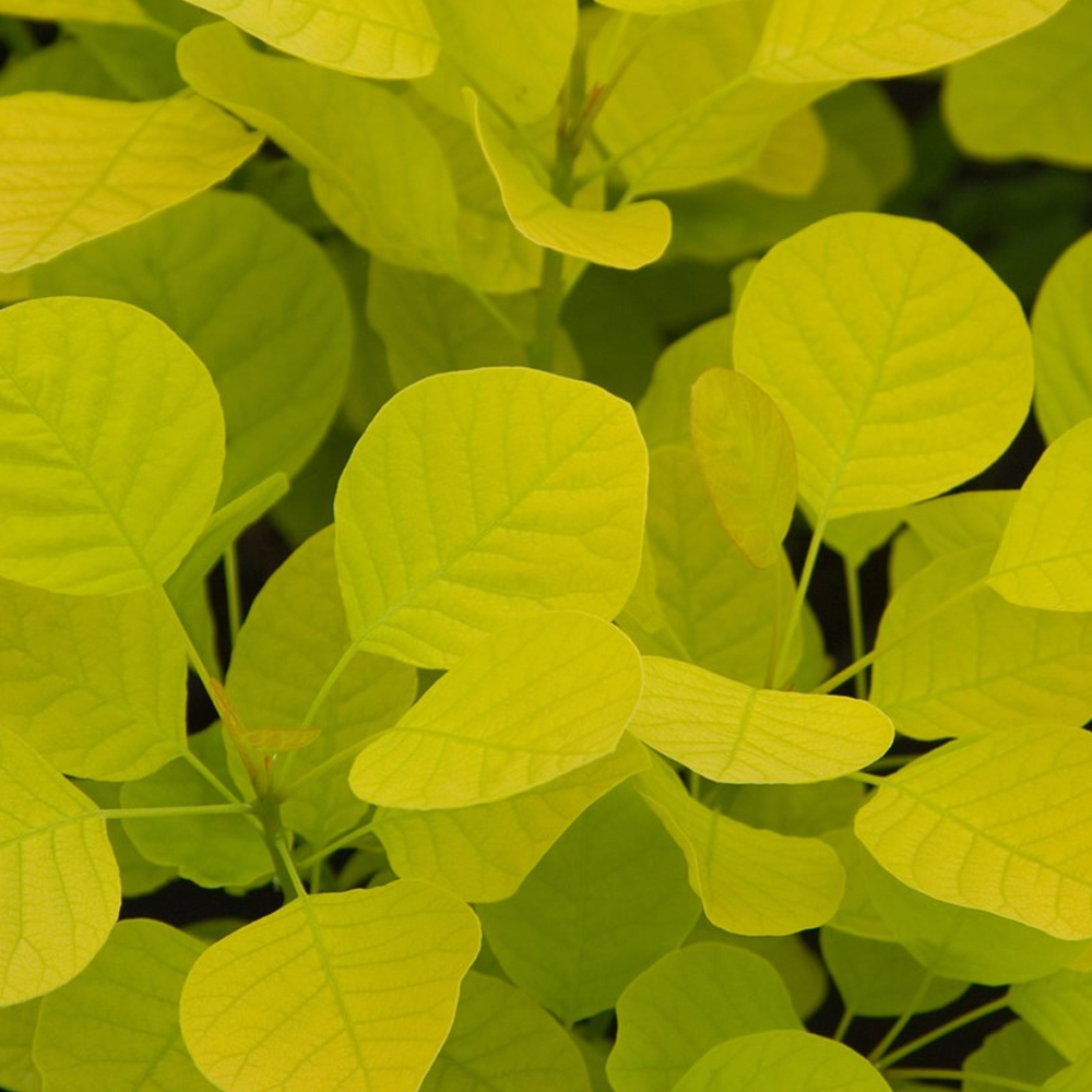 Cotinus 'Golden Spirit'