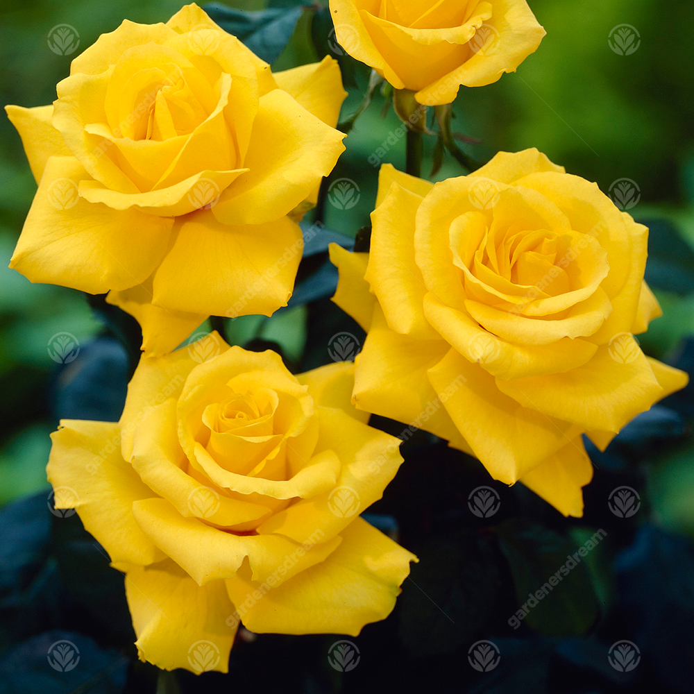 Congratulations Gift - Yellow Bush Rose