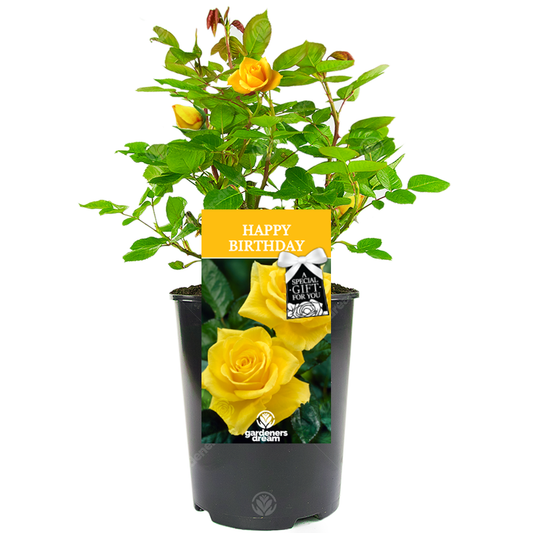 Birthday Gift - Golden Bush Rose