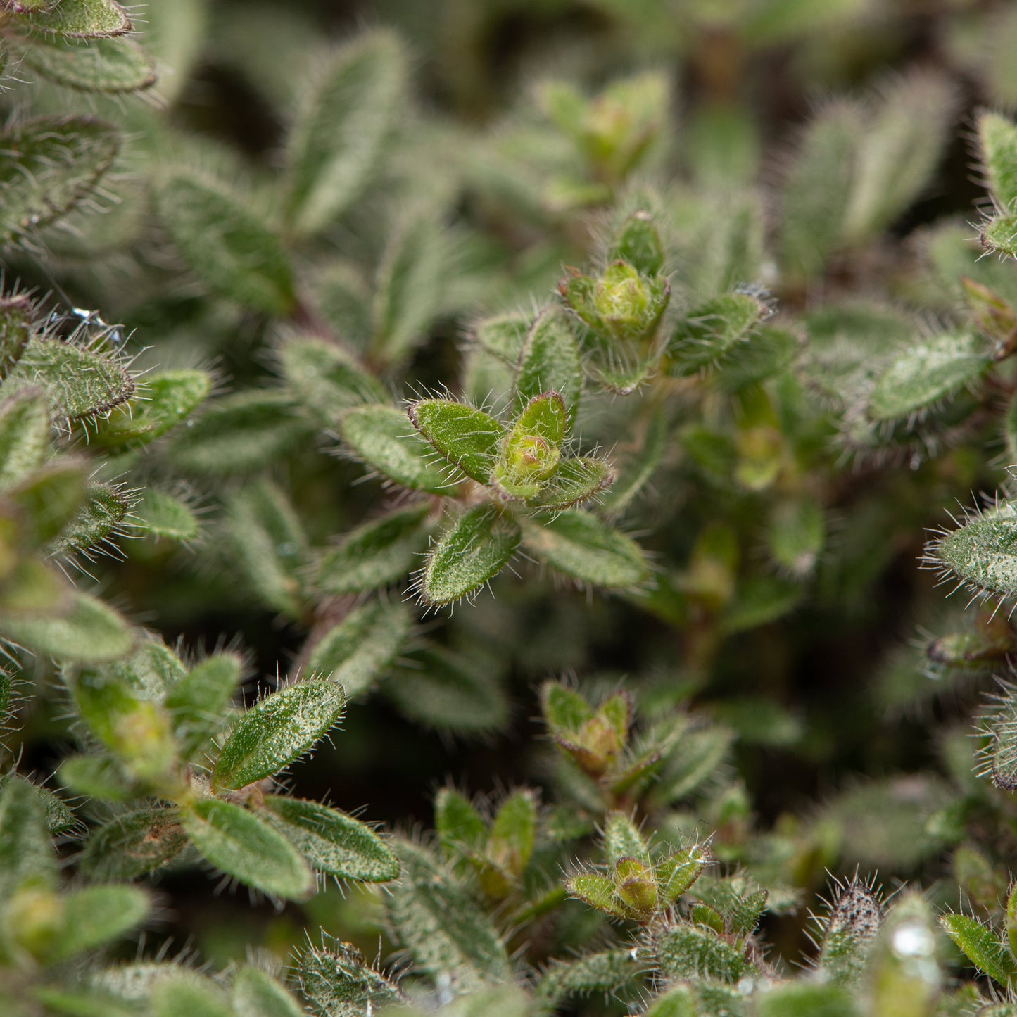 Common Thyme