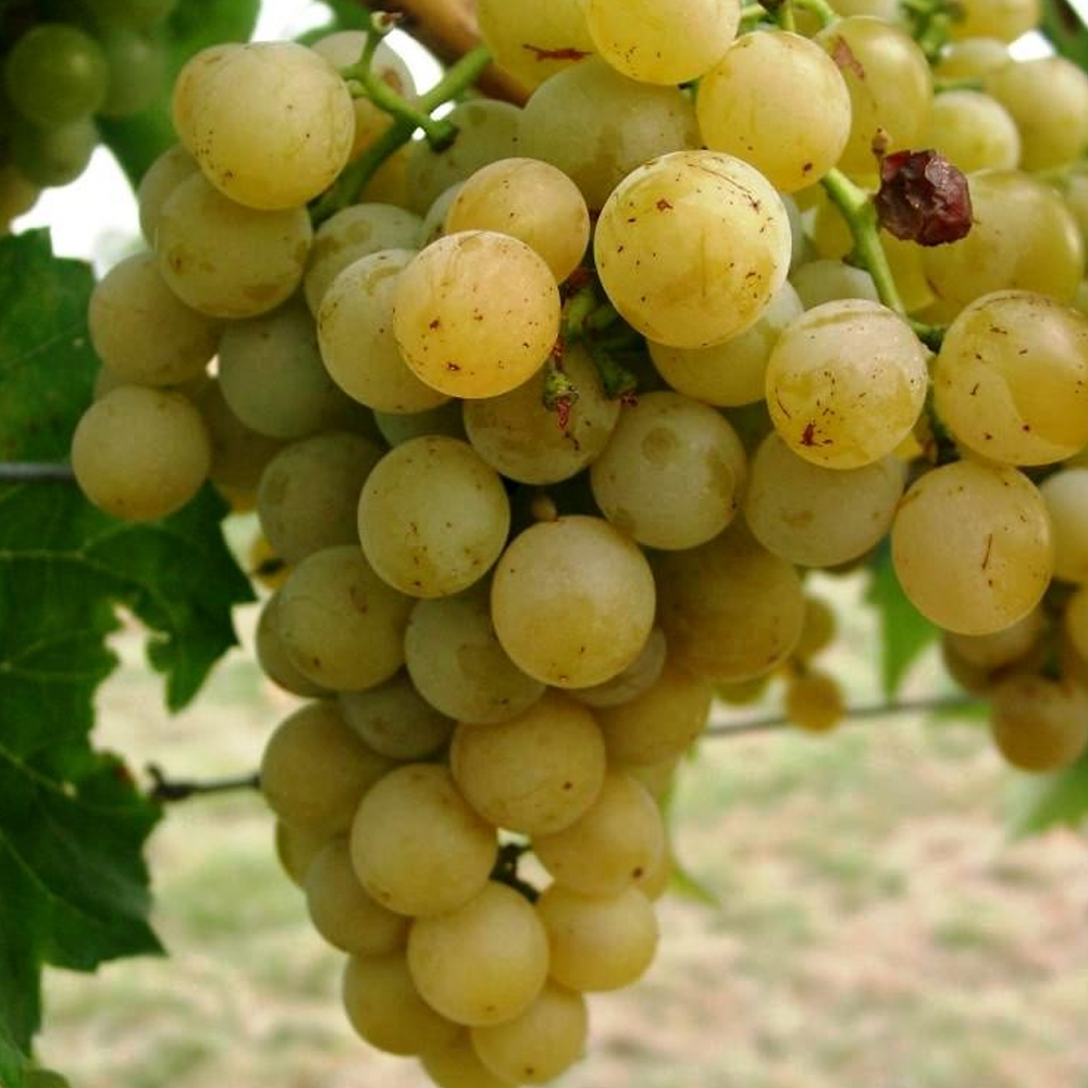 Green Grape Vine