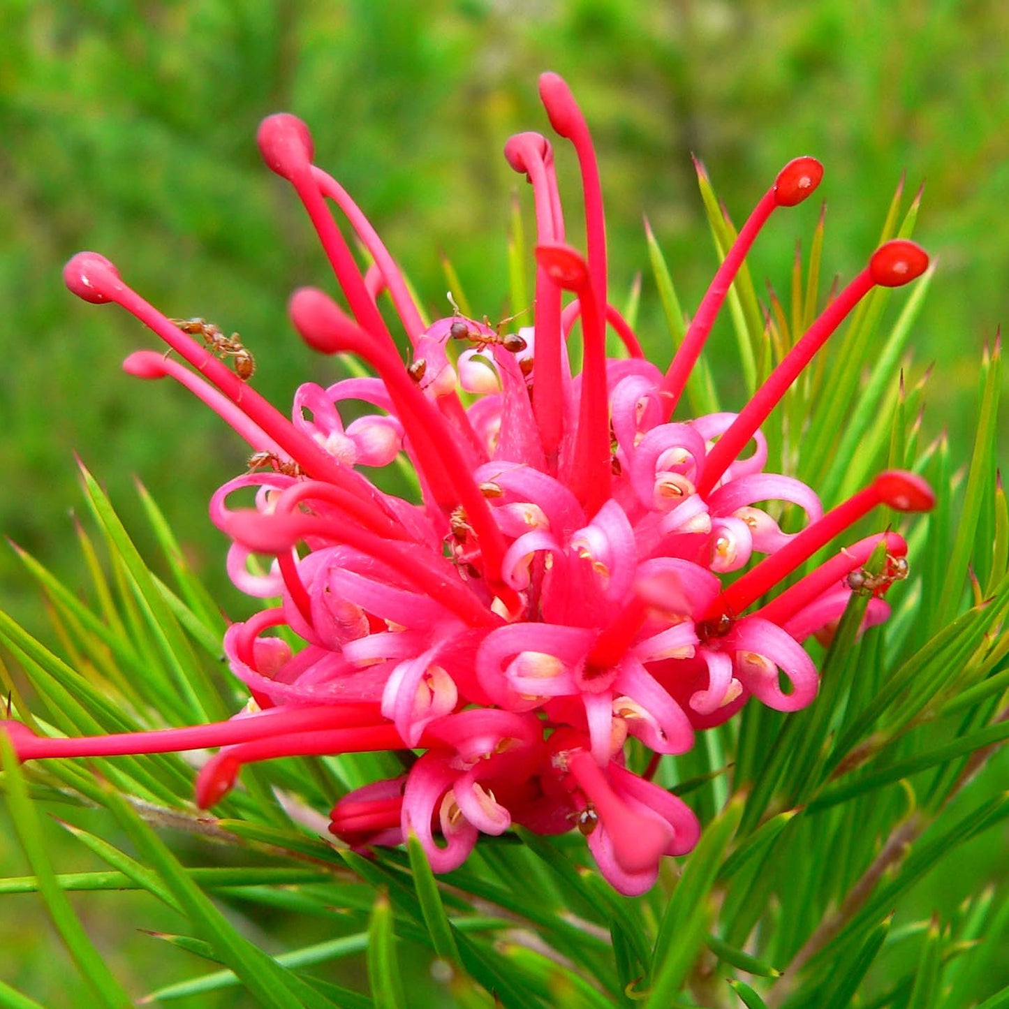 Grevillea 'Canberra Gem'