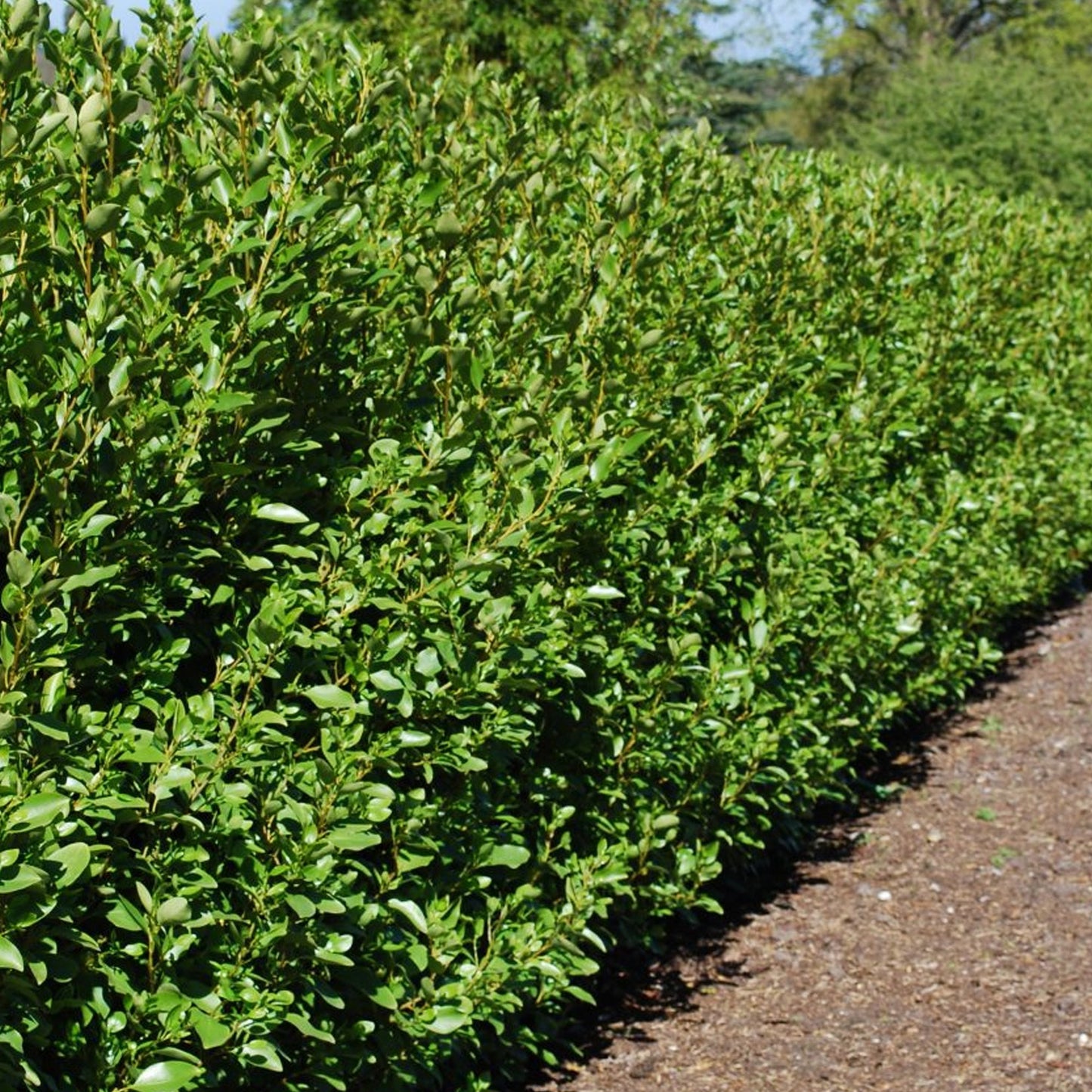 Griselinia littoralis