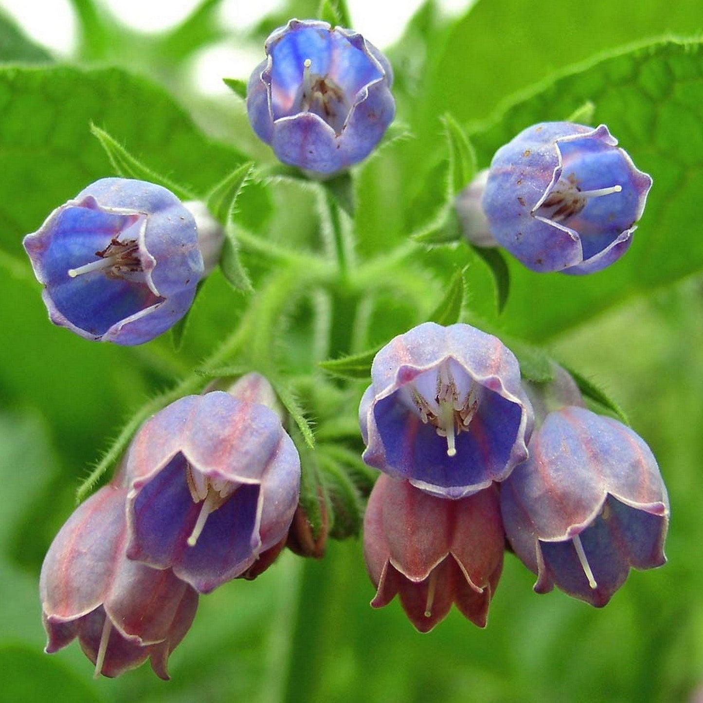 Common Comfrey