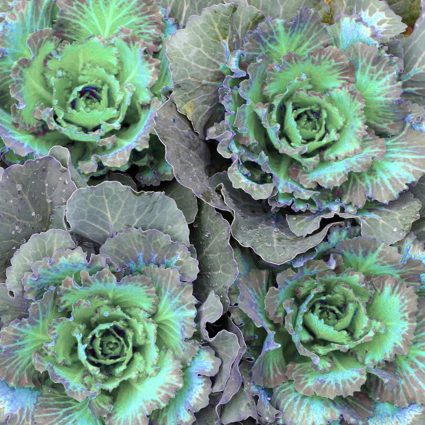 Green Ornamental Brassica