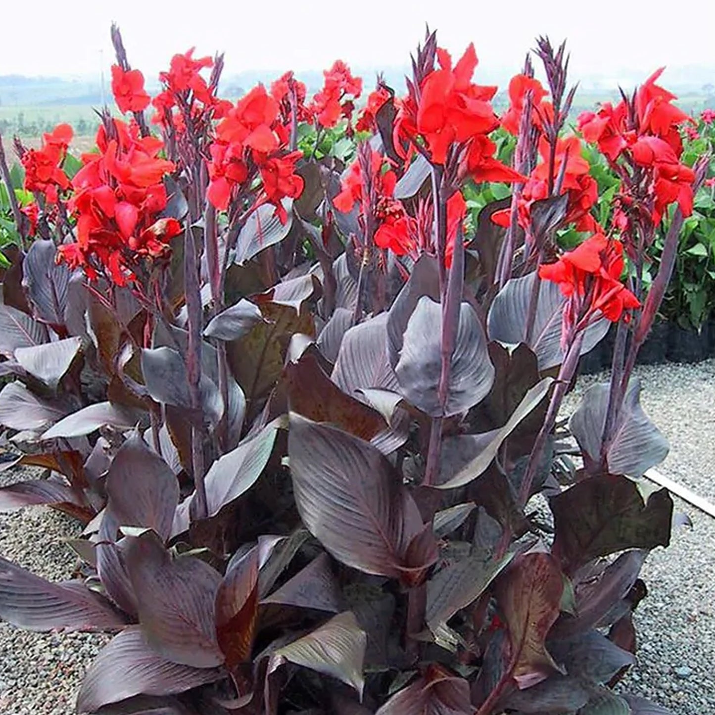 Canna 'Tropicanna Black'